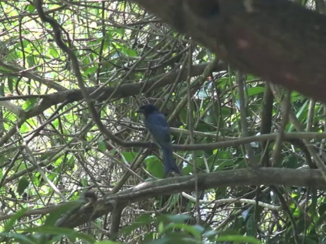 Crow-billed Drongo - ML201647331