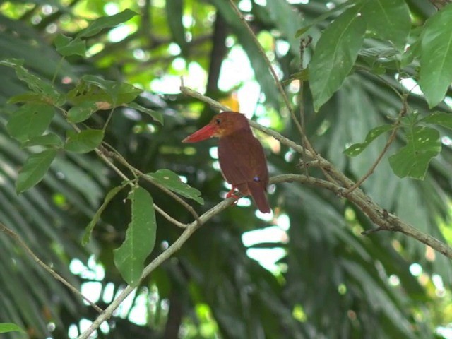 Ruddy Kingfisher - ML201647341