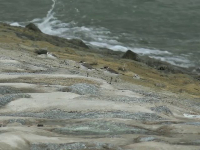 kulík mořský (ssp. alexandrinus/nihonensis) - ML201647351