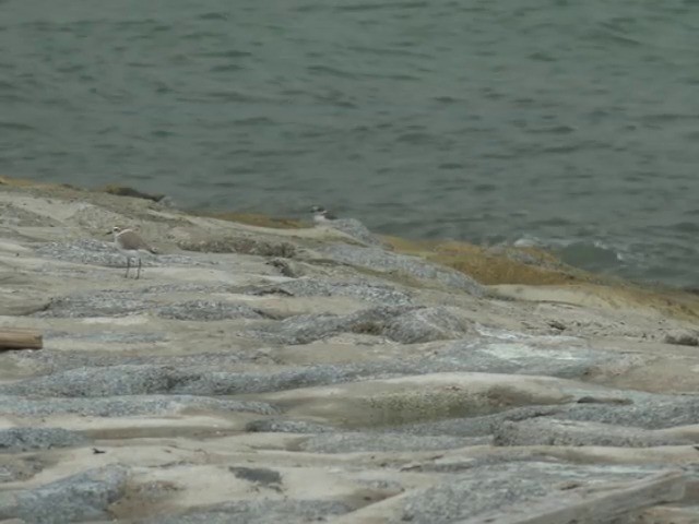 White-faced Plover - ML201647361