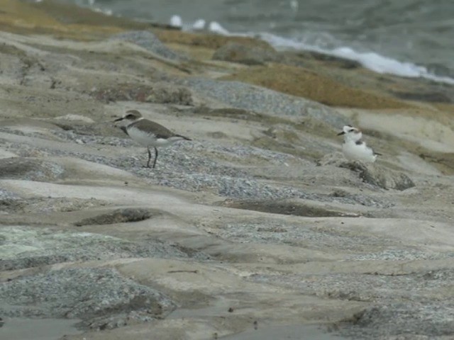 White-faced Plover - ML201647371