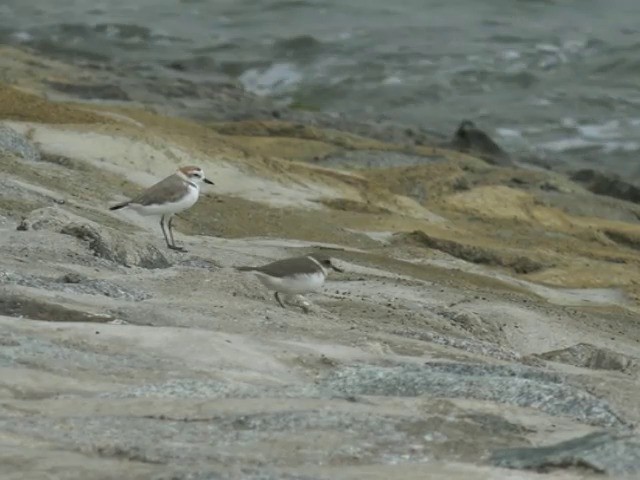 White-faced Plover - ML201647381