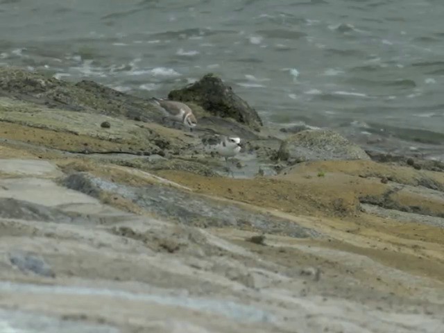 White-faced Plover - ML201647391