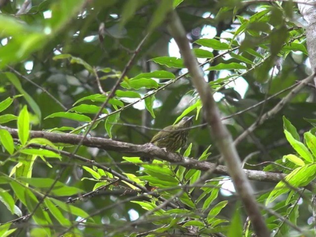 Streifennektarvogel - ML201647401