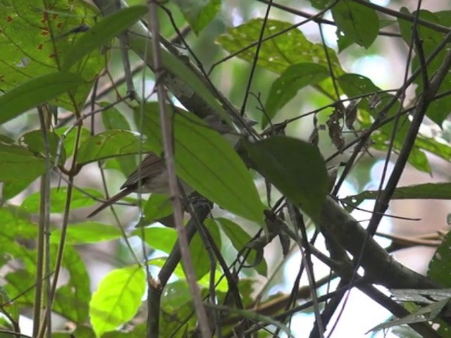 Moustached Babbler - ML201647411