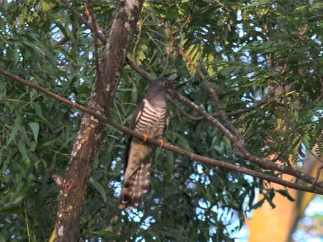 Indian Cuckoo - ML201647461