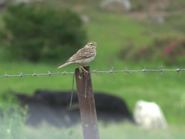 Australian Pipit - ML201647501