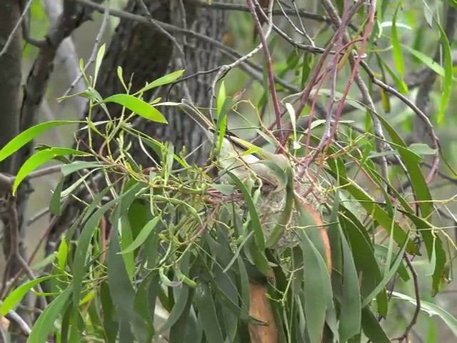 White-plumed Honeyeater - ML201647521