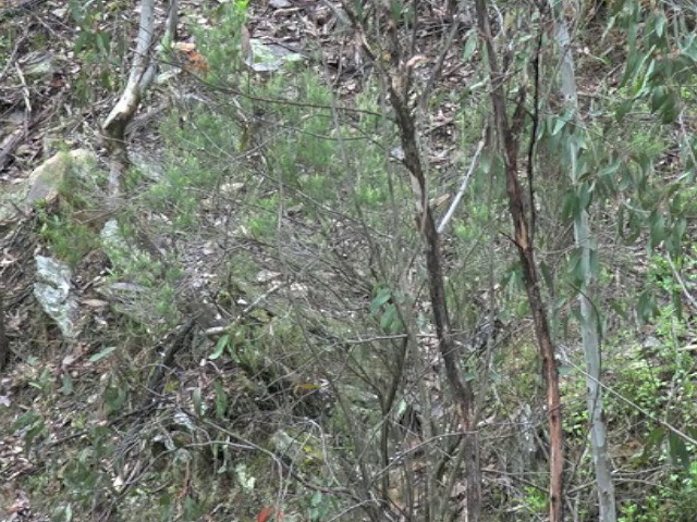 Regent Honeyeater - ML201647551