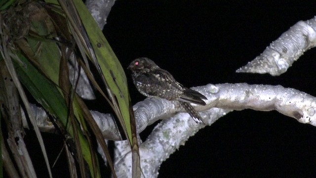 Palau Nightjar - ML201647561