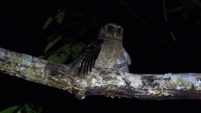 カキイロコノハズク - ML201647571