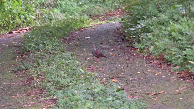 Crested Quail-Dove - ML201647591