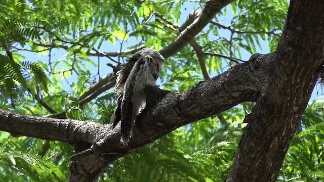 ジャマイカタチヨタカ（jamaicensis／abbotti） - ML201647621