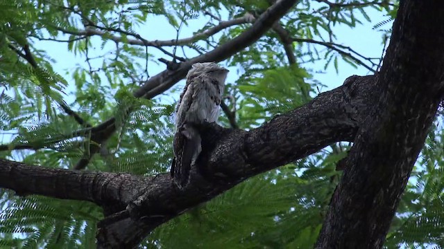 ジャマイカタチヨタカ（jamaicensis／abbotti） - ML201647631