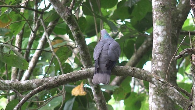 Ямайский голубь - ML201647651