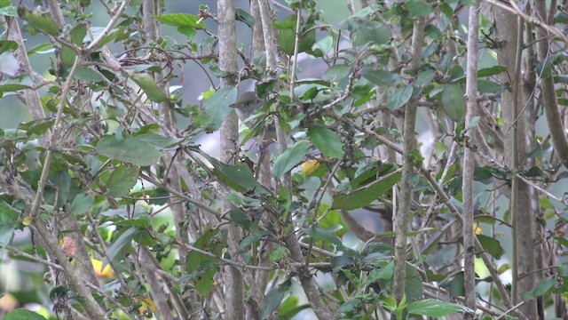 Jamaican Vireo - ML201647701