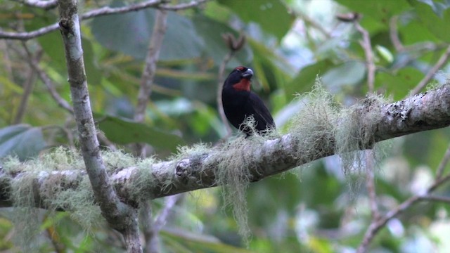 Greater Antillean Bullfinch - ML201647721