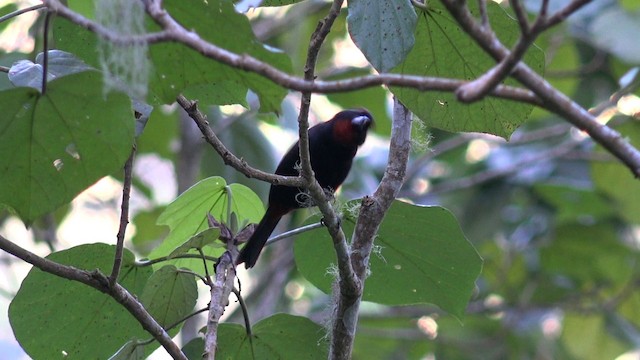 Greater Antillean Bullfinch - ML201647731