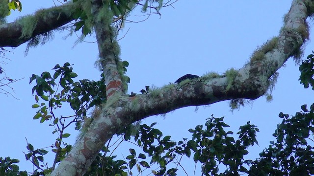 Jamaican Blackbird - ML201647751