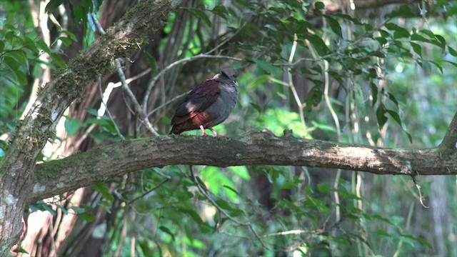 Crested Quail-Dove - ML201647781