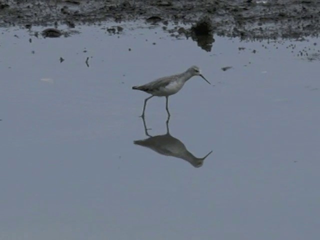 Marsh Sandpiper - ML201647791