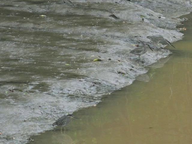 Striated Heron (Old World) - ML201647801