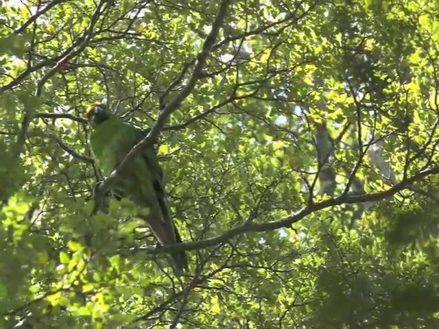 Malherbe's Parakeet - ML201647821