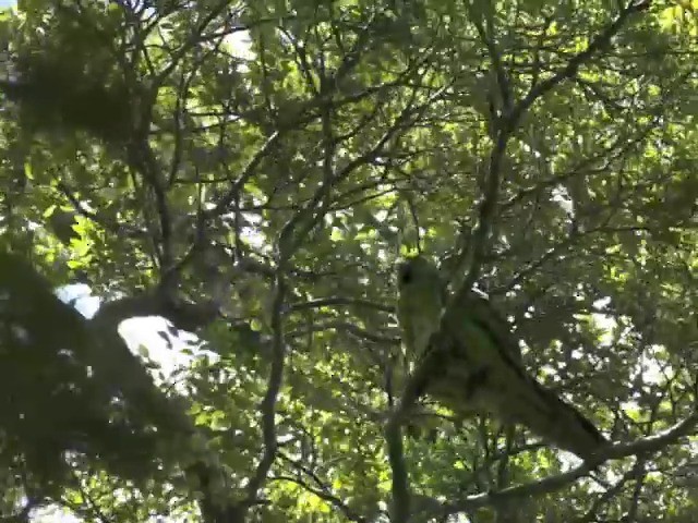 Malherbe's Parakeet - ML201647831