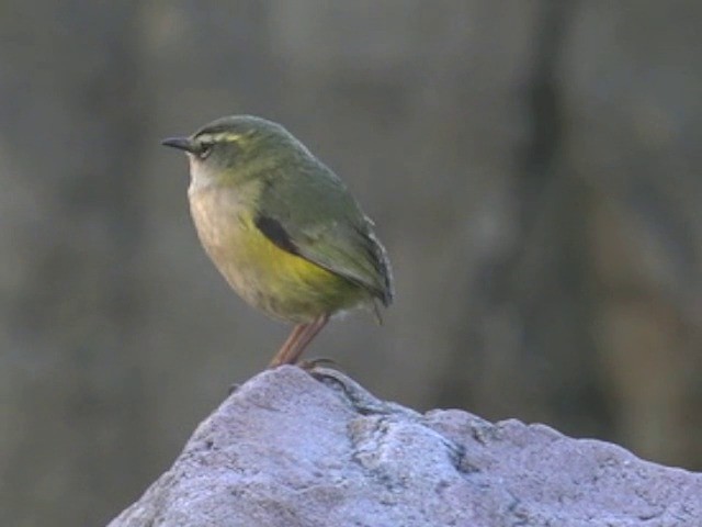 South Island Wren - ML201647861