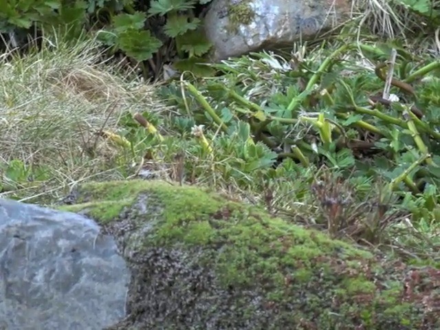 South Island Wren - ML201647871