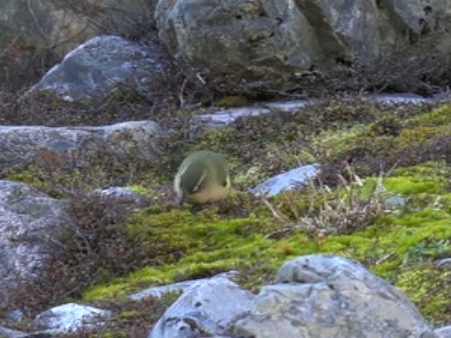 South Island Wren - ML201647881