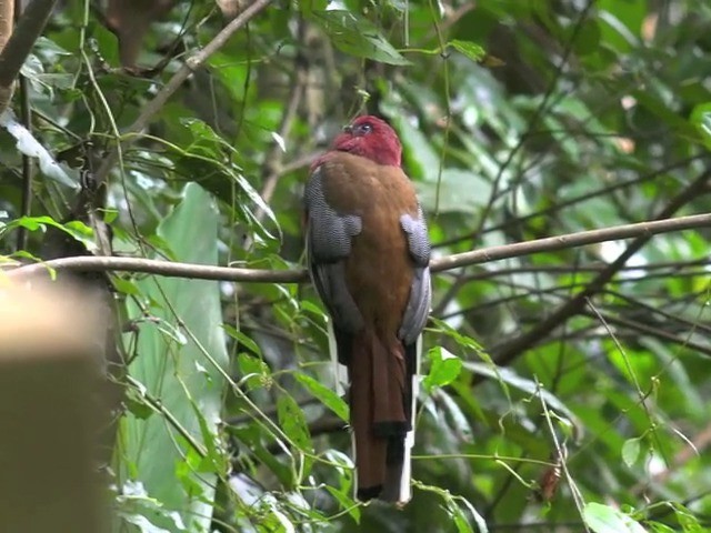 Trogon à tête rouge - ML201647951