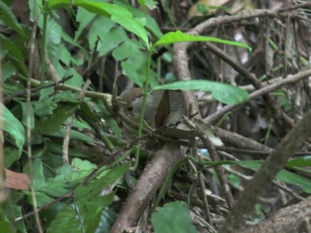 Dusky Fulvetta - ML201647971