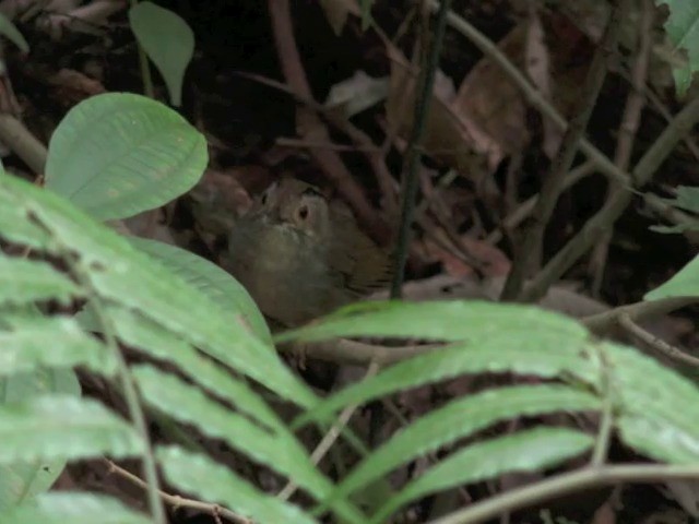 Dusky Fulvetta - ML201647981