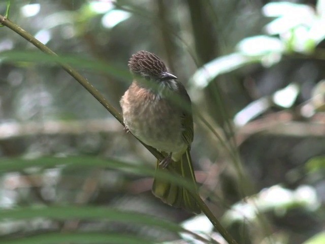 ミヤマヒヨドリ - ML201648001