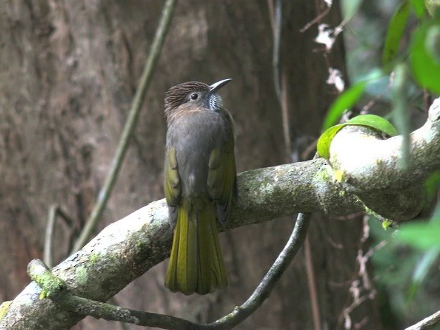 ミヤマヒヨドリ - ML201648011