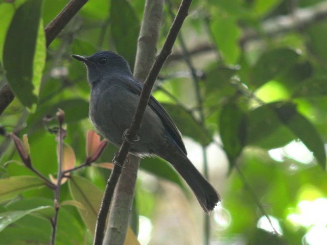 Pale Blue Flycatcher (Diao Luo) - ML201648041