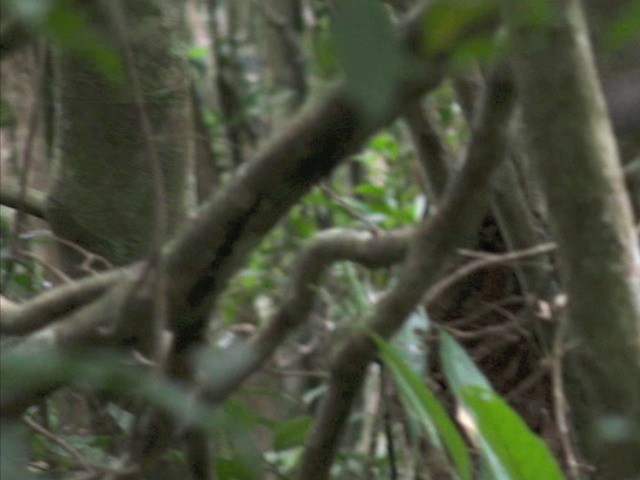 Black-throated Laughingthrush (Hainan) - ML201648081