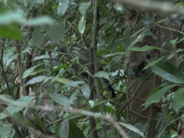 Black-throated Laughingthrush (Hainan) - ML201648091