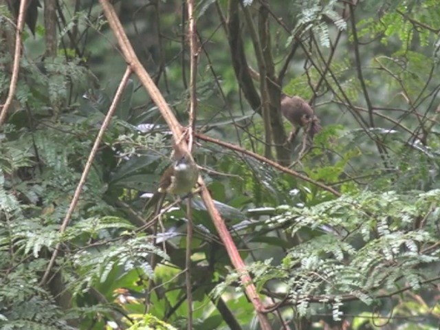 Puff-throated Bulbul (Puff-throated) - ML201648121