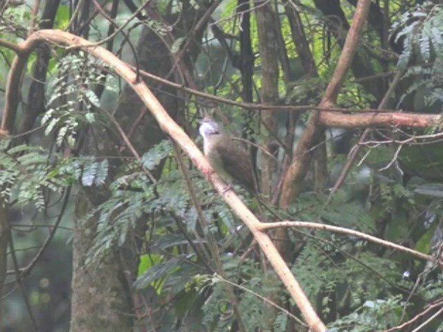 Bulbul Pálido (grupo pallidus) - ML201648131