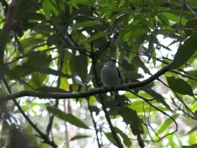 Silver-breasted Broadbill - ML201648151