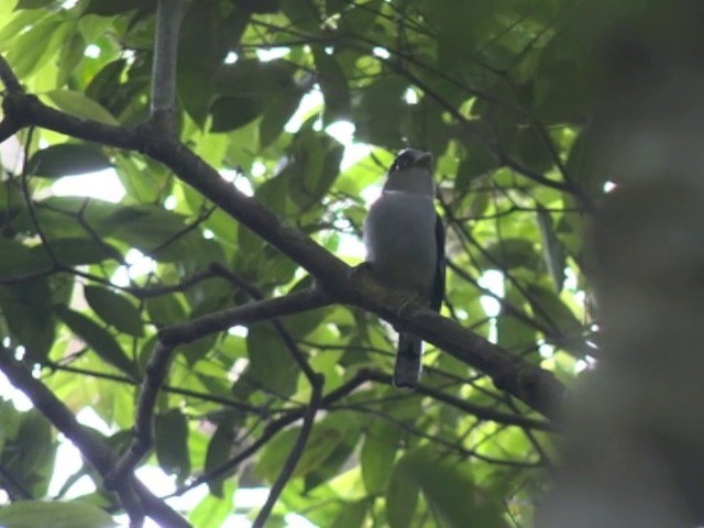 Silver-breasted Broadbill - ML201648161