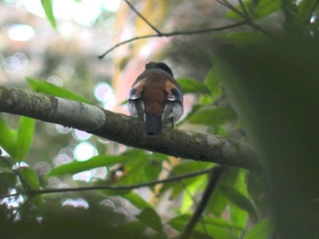 Silver-breasted Broadbill - ML201648171