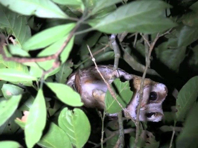 Phodile calong - ML201648181