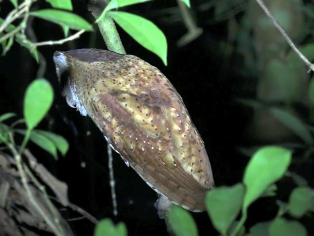 Phodile calong - ML201648211