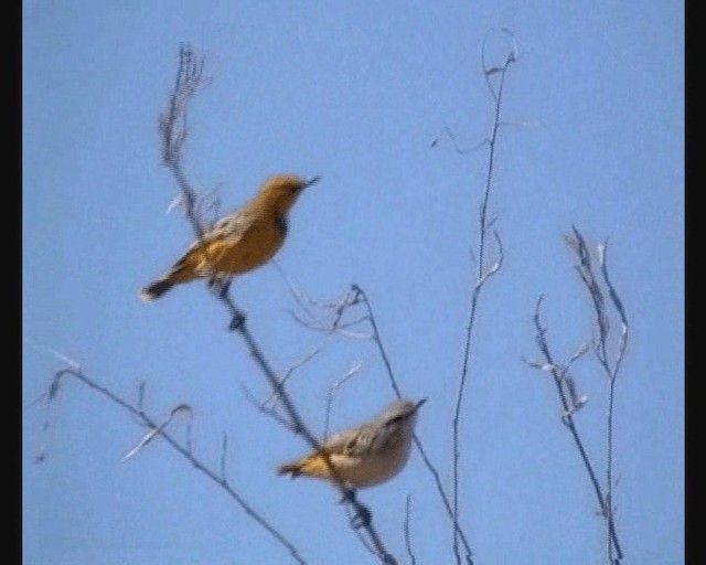 Yellow Chat - ML201648291