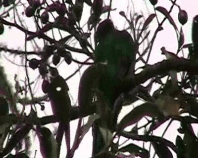Quetzal resplendissant (costaricensis) - ML201648411