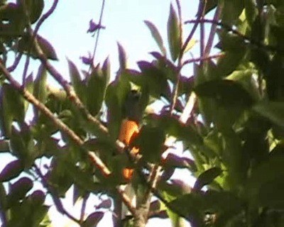 White-tailed Trogon - ML201648521