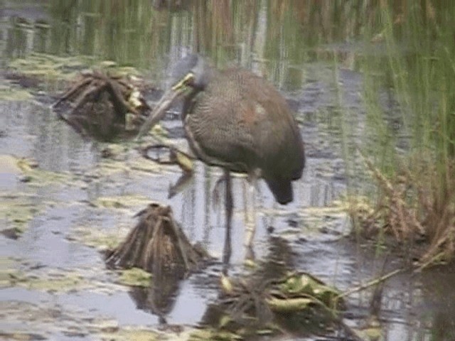 Bare-throated Tiger-Heron - ML201648531